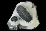 Crotalocephalina & Reedops Trilobite Association #165928-1